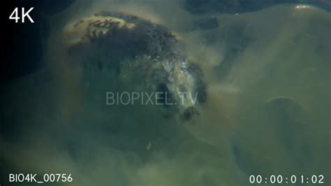 4k Jellyfish Box Jellyfish On Vimeo