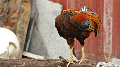 The Gruesome Truth Behind The Chicken Who Lived Without A Head For Months