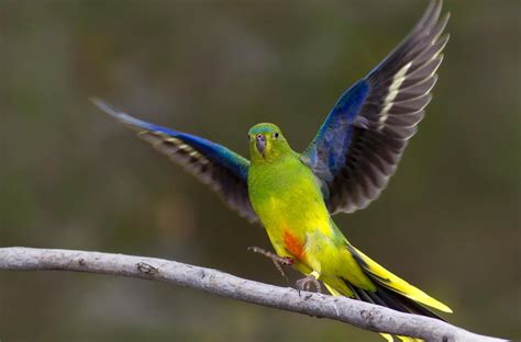 There Are 14 Wild Orange Bellied Parrots Left This Summer Is Our Last
