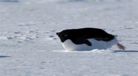 Penguin Animated 