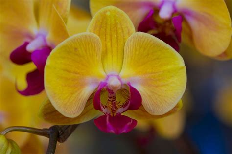Yellow Orchid Flower | Orchidaceae - Flowers from the Orchid Family | Yellow orchid, Orchids ...