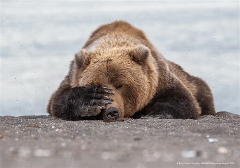 Voici Les 40 Meilleurs Clichés Du Concours De La Photo Animale La Plus