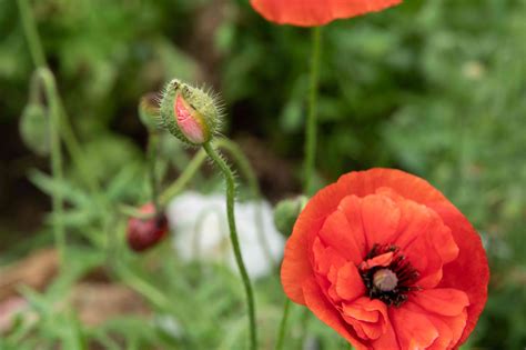 Oriental Poppy Plant Care And Growing Guide