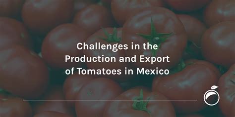 Challenges In The Production And Export Of Tomatoes In Mexico