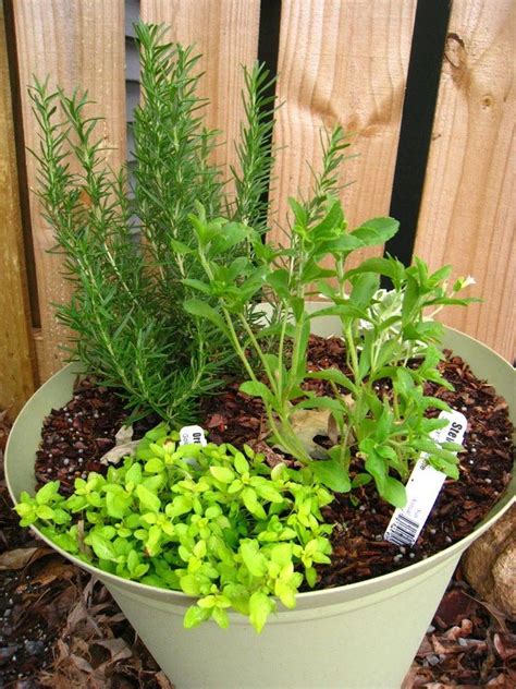 Famous Herb Garden Plants That Grow Well Together 2022 Herb Garden