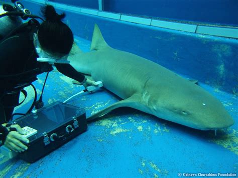 Baby Shark Filmed Swimming Around Inside Its Mother The Atlantic