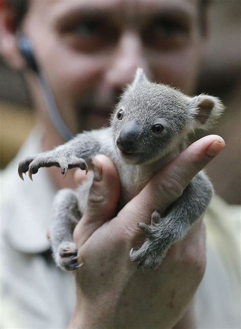 6 Month Old Koala Cute Animals Animals Beautiful Cute Baby Animals