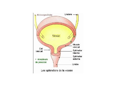 Anatomie Et Physiologie Urinaire Et Nephrologique Plan 1