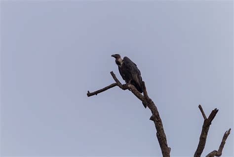 White Rumped Vulture Scavenging Bird Of Prey Perched On A Dead Tree