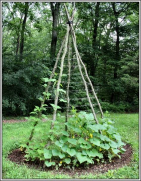 Tanya khan is a freelance author and consultant, having written numerous articles for various online and print sources. 40 DIY Homemade Structures to Plant Vines: Trellis, Arbor ...