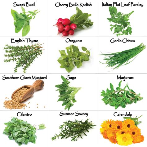 Top 91 Wallpaper List Of Herbs With Pictures Excellent 102023