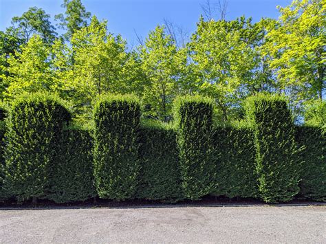 14 Fast Growing Privacy Shrubs And Hedges