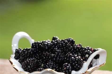 Rubus Pensilvanicus Pennsylvania Blackberry At Toadshade Wildflower Farm