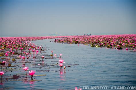 Red Lotus Sea In Udon Thani Thailand Tieland To Thailand