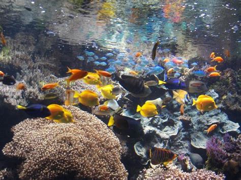 Traumstrände, küstenabschnitte, inseln oder wälder bezaubern jeden besucher. Oceanopolis - Brest - Bewertungen und Fotos - TripAdvisor