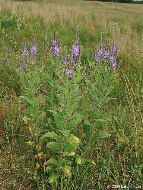 Hoary Vervain Plant It Wild Native Michigan Plants