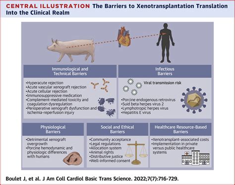 Cardiac Xenotransplantation Challenges Evolution And Advances Jacc
