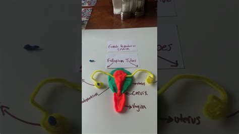 Reproductive System Youtube