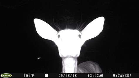 Funniest Deer Mug Shots Trail Camera Pictures Hunting New York