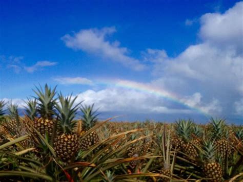 Book tours, day trips, tickets, exclusive access, sightseeing trips & more on viator. Maui Gold Pineapple Farm Tasting & Distillery Tour, Maui tours & activities, fun things to do in ...