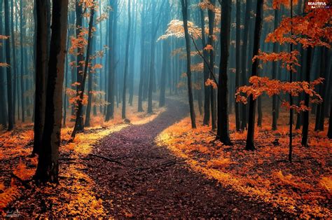 Path Autumn Viewes Fog Trees Forest Beautiful Views