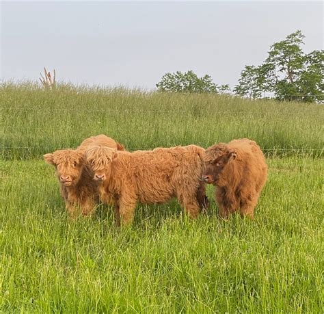 IN- Dylan Farms Inc — Midwest Highland Cattle Association