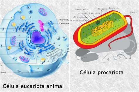 Diferencia Entre Célula Eucariota Y Procariota Que Diferencia