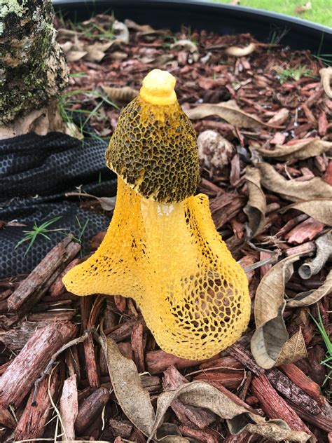 We did not find results for: Netted mushroom?? Found this growing in my garden. Never ...
