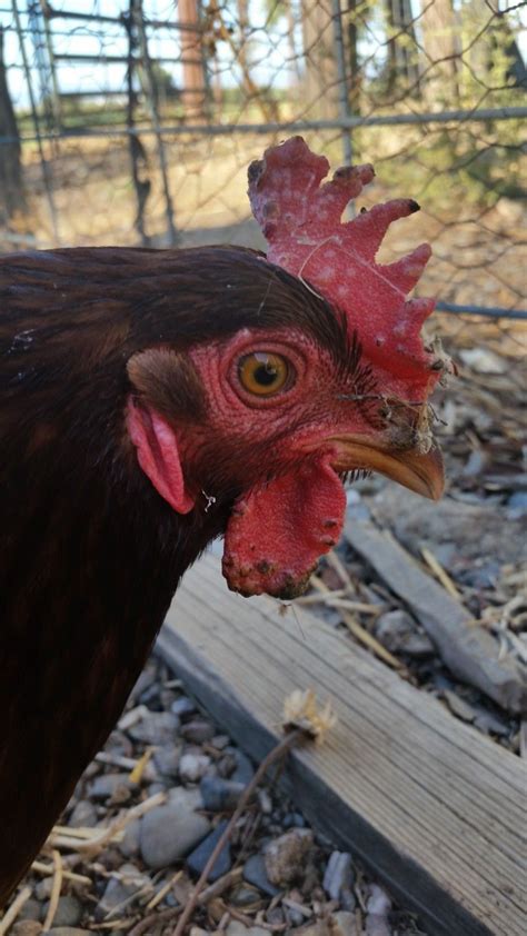Strange Wart Like Bumps On My Chickens Comb Help Backyard