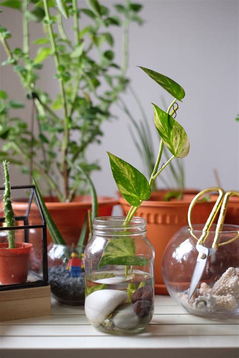 Growing plants in water, whether houseplants or an indoor herb garden, is a great activity especially for those who are plant watering challenged. DIY: Money plant in glass bottle - JewelPie