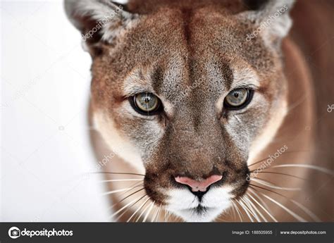 Beautiful Portrait Of A Canadian Cougar Mountain Lion
