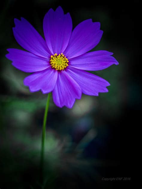 Shipped with our arrive alive guarantee. ~~Cosmos Bipinnatus by edithnero~~ | Cosmos flowers ...