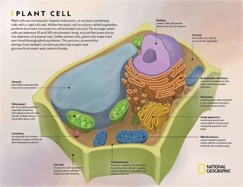 Learn All About Plant Cells With This Printable Illustration In 2020