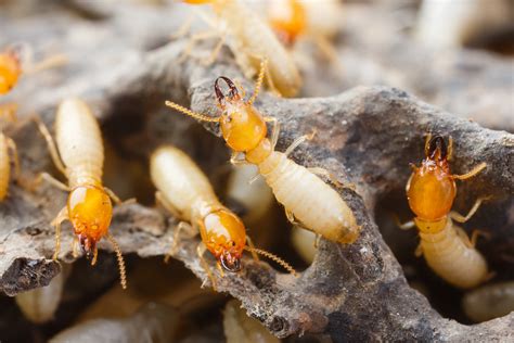 They're small enough to easily slip inside your house, live in colonies that number in the tens of thousands to the. Termite Control in Hampden, Western Massachusetts, Termite ...