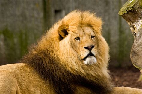The lion (panthera leo) is the second largest cat in the world, following the tiger. Amazing Physical and Behavioral Adaptations of African ...