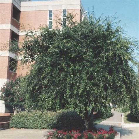 Live Oak Quercus Virginiana My Garden Life