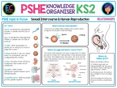 Pshe Knowledge Organiser Sex And Human Reproduction Teaching Resources