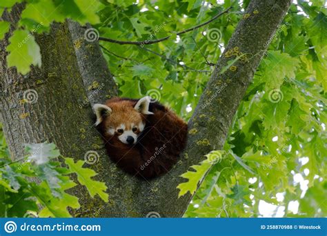 Closeup Shot Of A Cute Red Panda Sleeping On The Tree Stock Photo