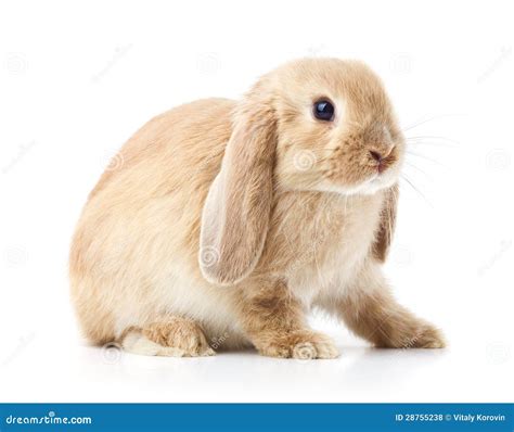 Lop Eared Rabbit Side View Isolated On White Background Royalty Free