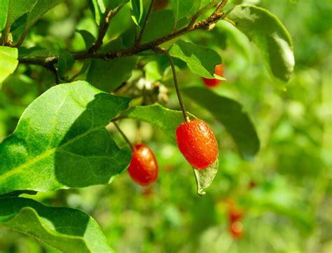 Exploring Unusual Berries For Your Home Garden