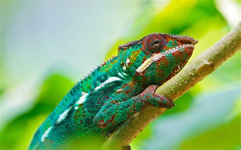 Colorful Chameleon 4k Hd Wallpaper