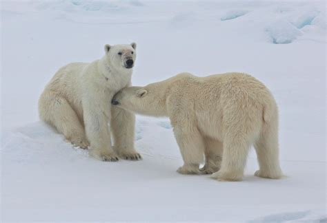 The Amazing Breeding Behavior Of Polar Bears Arctic Focus