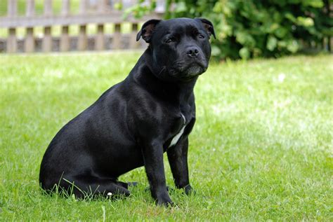 Staffordshire Bull Terrier Caract Re Alimentation Et Soins Everland Petfood