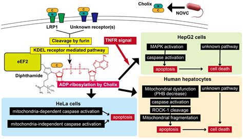 Toxins Free Full Text Cell Death Signaling Pathway Induced By Cholix Toxin A Cytotoxin And
