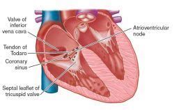 It is located close to and immediately above the opening of coronary sinus, directly above the insertion of the septal leaflets of tricuspid valves, below the posterior leaf of aortic valve, in the. Acute triangle | definition of acute triangle by Medical ...