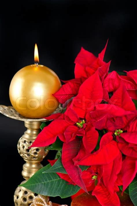 See more ideas about christmas pictures, vintage christmas cards, vintage christmas. Red christmas flower with golden candle | Stock image ...