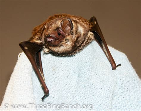 Hawaiian Hoary Bat Threeringranch