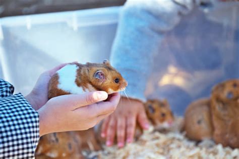 Royalty Free Syrian Hamster Pictures Images And Stock Photos Istock