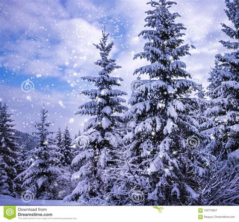 Christmas Winter Landscape Stock Image Image Of Needle 103770857