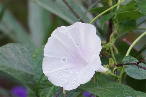 White Morning Glory Plant Leaves Flowers Bloom